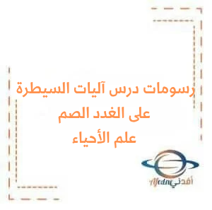 رسومات درس آليات السيطرة على إفرازات الغدد الصم علم الأحياء البكالوريا منهج سوريا رسومات درس آليات السيطرة على إفرازات الغدد الصم علم الأحياء البكالوريا منهج سوريا
