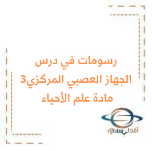 رسومات درس الجهاز العصبي المركزي 3 في علم الأحياء للبكالوريا العلمي رسومات درس الجهاز العصبي المركزي 3 في علم الأحياء للبكالوريا العلمي